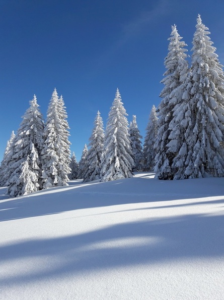 Jeux de lumière sur le chemin entre l'Arzière et le Vermeilley La Givrine_53.jpg