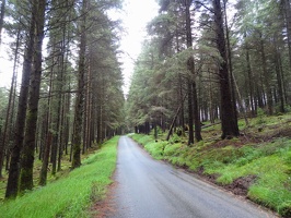 029 route-8-through-hafren-forest