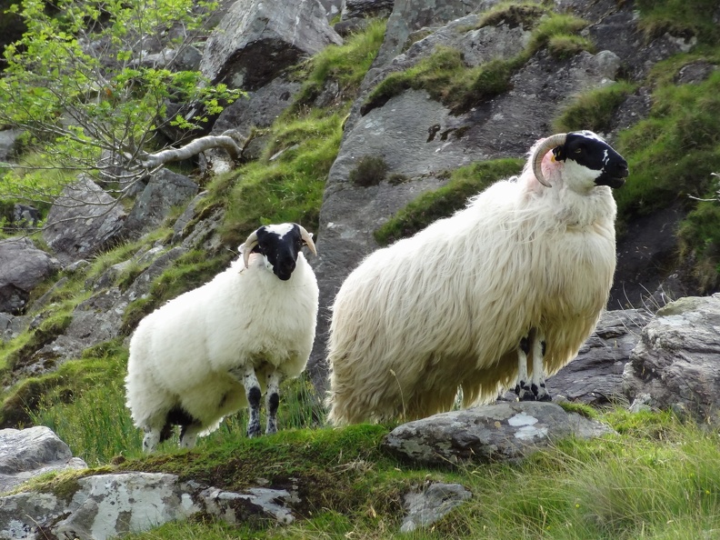 Mother and lamb
Brebis avec son petit 057_mother-and-lamb.jpg
