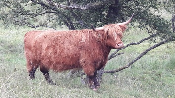 108 highlands-cow