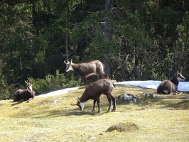 chamois 01