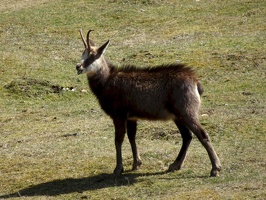 chamois 02