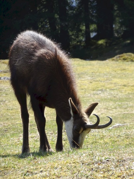 chamois_03.jpg