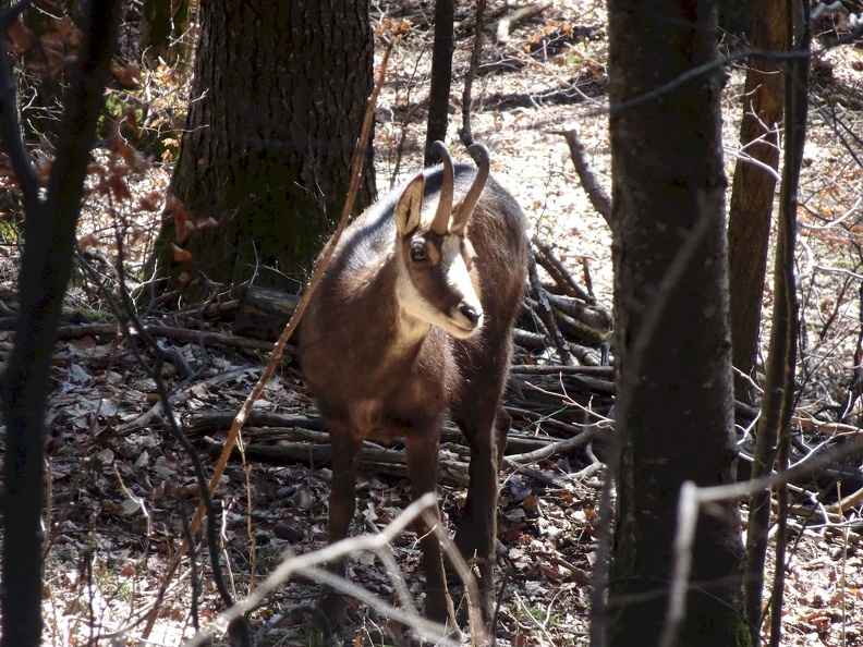 chamois_04.jpg