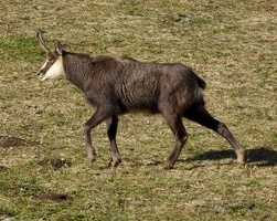 chamois 07