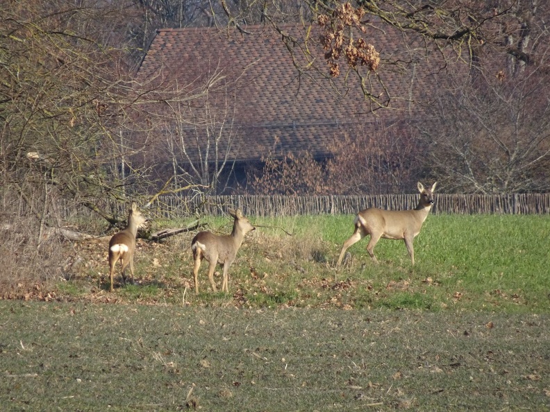 chevreuils_07.jpg