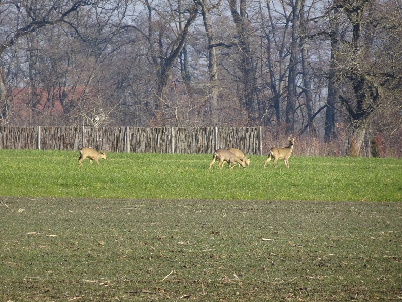 chevreuils_08.jpg