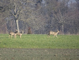 chevreuils 09