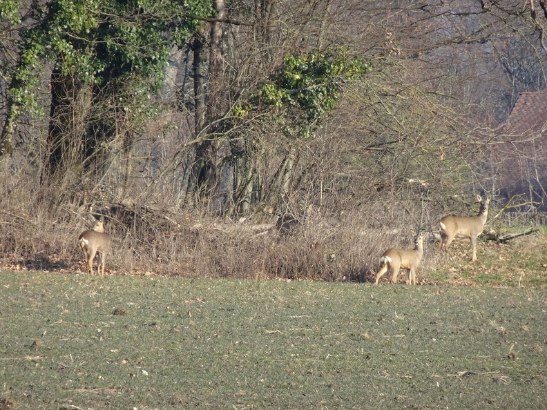 chevreuils_05.jpg