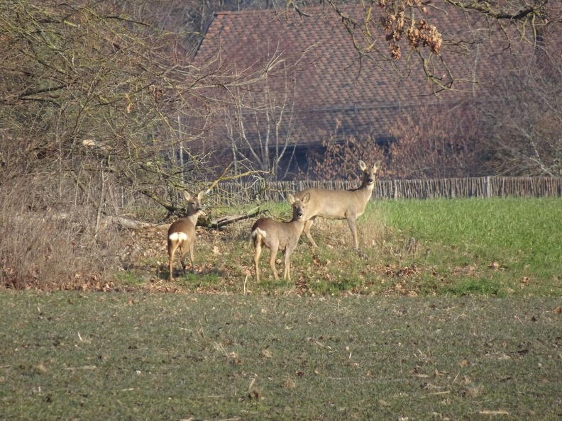 chevreuils_06.jpg