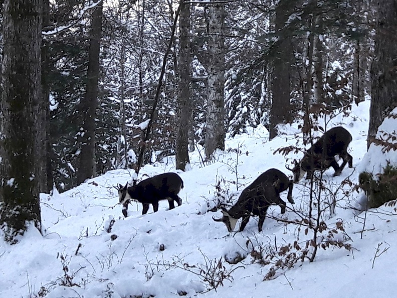 chamois_08.jpg