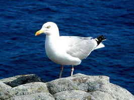 439b Pointe du Raz