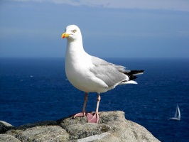 442 Pointe du Raz