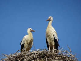 Les plats pays 2022 0018