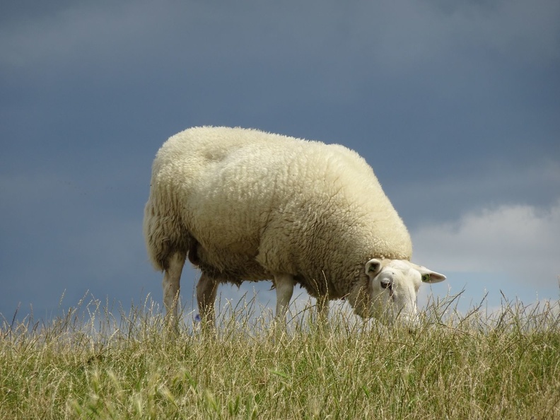 Les plats pays_2022_0814.jpg