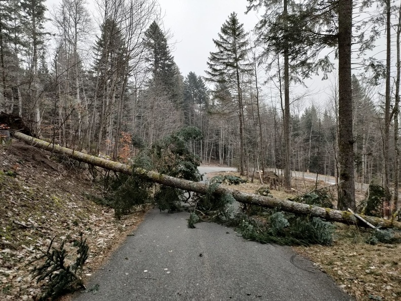 L'un des nombreux arbres tombé durant la tempête de bise du 26 février Barillette 1.03.23_21.jpg