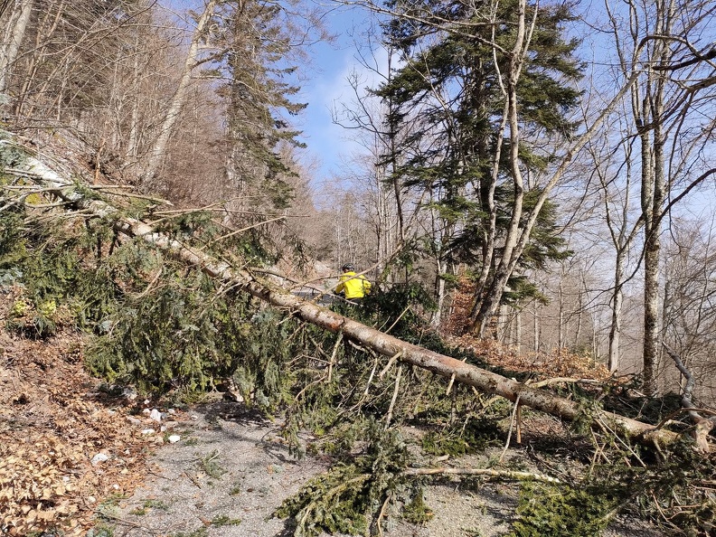 L'un des nombreux arbres tombé durant la tempête de bise du 26 février Vesancy-Barillette 5.03.23_03.jpg