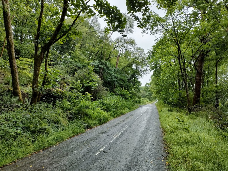 La Route 7 dans la forêt après une nuit de pluie et de vent UK2023_0397.jpg