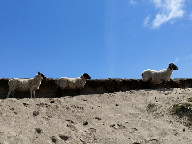 Les moutons d'Iona UK2023_0676.jpg