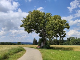 IMG20240627150556