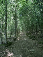 Sentier forestier