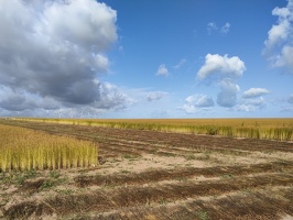 Champ de lin