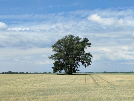 IMG20260703102946