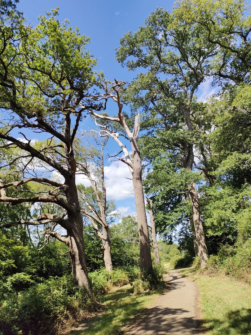 Windsor Great Park Royaume-Uni