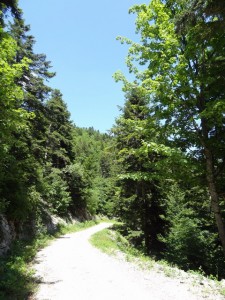 Route forestière du Jura