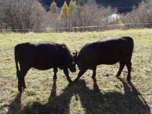 vache d'Hérens