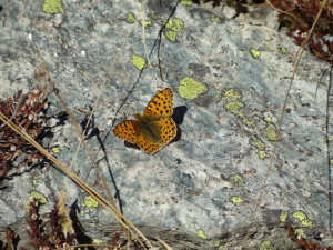 papillon