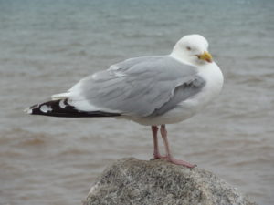 The Wild Atlantic Tour